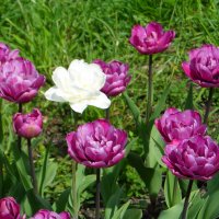 махровые тюльпаны :: Наталия 