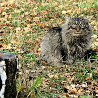 Осенний кот :: Leonid Rutov