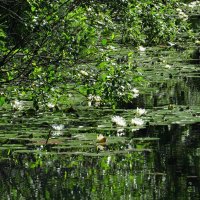 Озеро с лилиями :: Вера Щукина