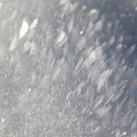 "Листья" снега :: Светлана Попова