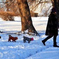 Дама с собачками гуляла одна... :: Анатолий Колосов