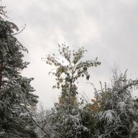 Первый снег в октябре. :: Олег Афанасьевич Сергеев