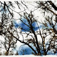 И словно скрюченные руки деревья тянут к небесам.. :: Андрей Заломленков