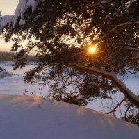 Солнце квозь лапы сосны :: Ида Слизких