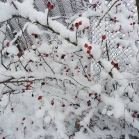 красное на снегу :: Людмила 