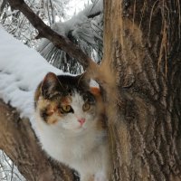 Кошка :: Ольга Акимова