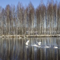 Лебеди на зимовке, Алтай :: Алина Меркурьева
