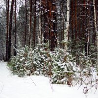 Оделся лес в новогодний наряд :: Сергей Царёв