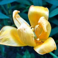 Причудливые лепестки тюльпана :: Нина Корешкова
