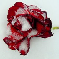 Роза на морозе. :: nadyasilyuk Вознюк