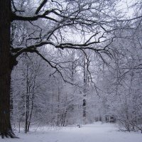 зимний пейзаж с половинкой дуба :: Анна Воробьева