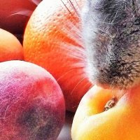 Шиншилла с фруктами :: Анастасия Дорошенко