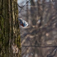 Поползень. :: Владимир Безбородов