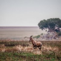 Одинокий "странник"...саванна.Танзания! :: Александр Вивчарик