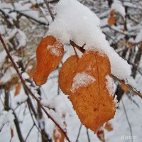 Красота под снегом :: Лидия (naum.lidiya)