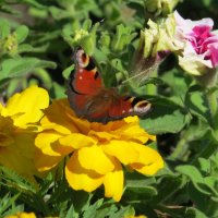 Бабочка и цветы :: Вера Щукина