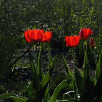 Красные тюльпаны. Red tulips. :: Юрий Воронов