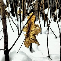 Мёрзнет бамбук в декабре, холодно делать сеппуку..Поеду лучше в Киото..:) :: Андрей Заломленков