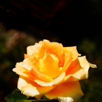 Желтая роза :: Сергей Вилков