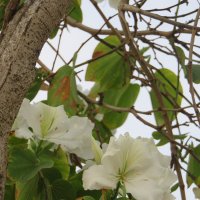 Цветет баухиния белая :: Герович Лилия 