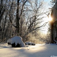 Волшебный зимний  лес зовёт нас на прогулку.. :: Андрей Заломленков