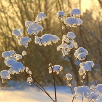 Снежные цветы. :: nadyasilyuk Вознюк