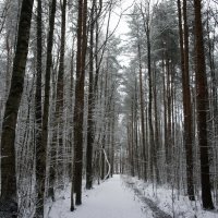 В Ржевском лесопарке :: Елена Павлова (Смолова)