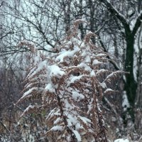 После снегопада :: Денис Масленников