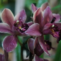 Орхидея Цимбидиум :: Елена Павлова (Смолова)