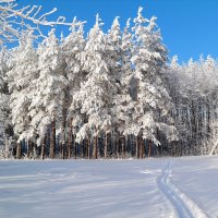 На белом покрывале января.. :: Андрей Заломленков
