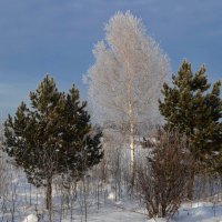 В декабре :: Вера Андреева