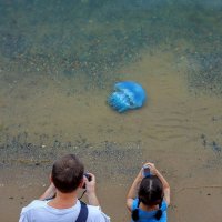Голубая медуза :: Абрис 