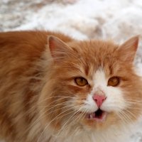 Товарищ, подай что-нибудь на пропитание коту Базилио.. :: Андрей Заломленков