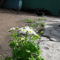 цветок на границе бетона и грунта :: Евгений Болотов