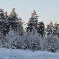 Январский лес :: Татьяна Соловьева