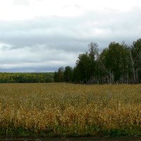 Кукурузное поле :: Александр Кубасов