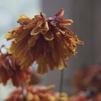 Осенние цветы :: Ева Дубровская