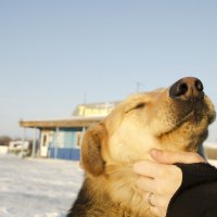 Ласковый незнакомец :: Виктория Большагина