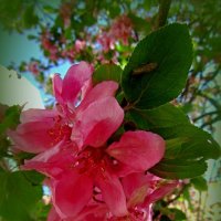 Цвет яблони :: Сергей Карачин