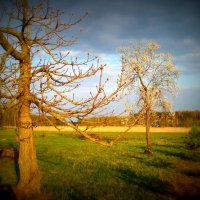 Lietuvos pavasaris / Lithuanian spring :: silvestras gaiziunas gaiziunas