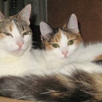 Мама кошка с кошкой  дочкой :: OLLES 