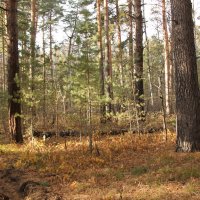 Осенний лес :: Олег Афанасьевич Сергеев
