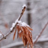 Подвески января :: Татьяна Ломтева