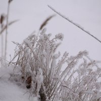 В снежных одеждах :: Татьяна Ломтева