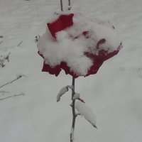 Роза в цвету. Первый снег внезапно :: Александр Скамо