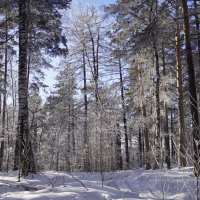 Ильменский заповедник. Январь. :: Елена 