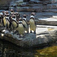 Пингвины :: Nina Yudicheva