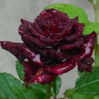Розы...розы... И дожди! :: Вячеслав Медведев
