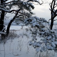 СНЕЖНЫЕ СКАЗКИ ЛЕСА... :: Наталья Меркулова