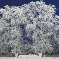 Деревья в снежном серебре... :: Борис Гуревич 